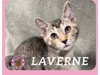 Adopt Laverne a Domestic Short Hair
