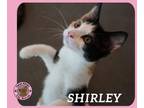 Adopt Shirley a Domestic Short Hair