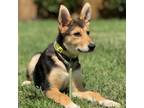 Adopt Roxy a German Shepherd Dog, Collie