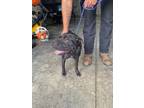 Adopt T751 a Bull Terrier