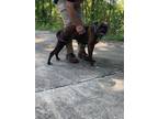 Adopt T760-Layla a Boxer