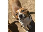 Adopt T683 a Boxer