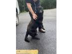 Adopt Sailor T671 a German Shepherd Dog