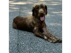 Adopt Nala a Poodle