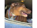 Adopt Reba a Labrador Retriever, Pit Bull Terrier