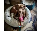 Adopt Luna Rae a Pit Bull Terrier, Cattle Dog