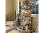 Adopt Rex a American Curl