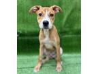 Adopt 19719 a Pit Bull Terrier