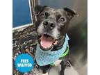 Adopt Caesar a Pit Bull Terrier