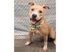 Adopt Cobo a Pit Bull Terrier