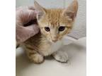 Adopt Bowser a Domestic Short Hair