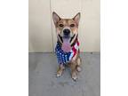 Adopt Sailor a Shiba Inu, Mixed Breed