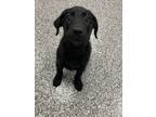 Adopt Gilmore a Labrador Retriever