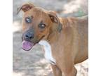 Adopt Sox a Hound