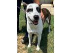 Adopt Clyde a Husky, Mixed Breed