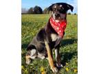 Adopt Ollie a German Shepherd Dog, Mixed Breed