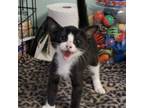 Adopt Sylvester a Domestic Short Hair