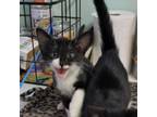 Adopt Sweetie a Domestic Short Hair