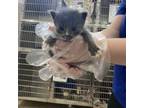 Adopt Gram a Domestic Medium Hair