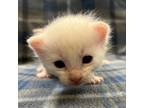 Adopt Washington a Domestic Short Hair