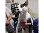 Adopt Cookies and Cream a Domestic Short Hair