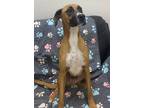 Adopt Hank a Labrador Retriever, Hound