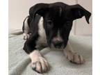Adopt Onyx a Pit Bull Terrier, Cattle Dog