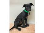 Adopt Frank a Labrador Retriever, Mixed Breed