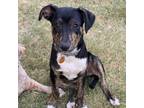 Adopt Oliver a Australian Shepherd, Terrier