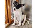 Adopt Scout a Australian Shepherd, Terrier