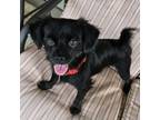 Adopt Matthew a Spaniel