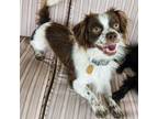 Adopt Pinto a Spaniel