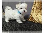 Maltese PUPPY FOR SALE ADN-818830 - Precious Maltese Puppies