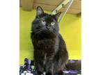 Adopt Mako a Domestic Medium Hair