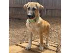 Adopt JAKE a Anatolian Shepherd