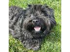 Adopt Soprano a Terrier, Poodle