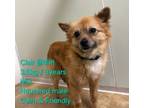 Adopt DALDAL a Jindo