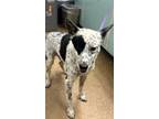 Adopt Specks a Cattle Dog, Mixed Breed