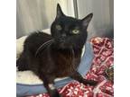Adopt Trask a Domestic Long Hair