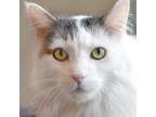 Adopt Raj a Domestic Long Hair, Domestic Short Hair