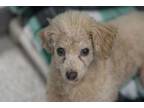 Adopt Tate a Poodle