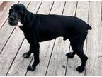Adopt Max K 24095 a Cocker Spaniel