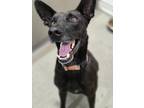 Adopt Pippin a Shepherd, Australian Cattle Dog / Blue Heeler