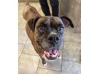 Adopt Zamboni a Boxer
