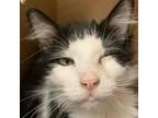 Adopt Oreo a Domestic Long Hair