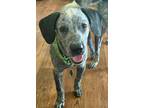 Adopt Rover a Australian Cattle Dog / Blue Heeler, Pointer