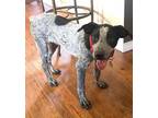 Adopt REX a Australian Cattle Dog / Blue Heeler, Pointer