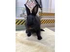 Adopt Marlow a Bunny Rabbit
