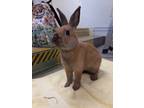 Adopt Jonah a Bunny Rabbit