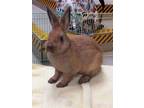 Adopt Hummer a Bunny Rabbit